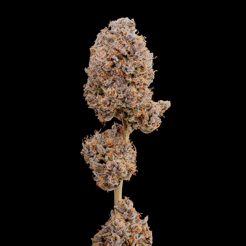 blue city diesel Marijuana