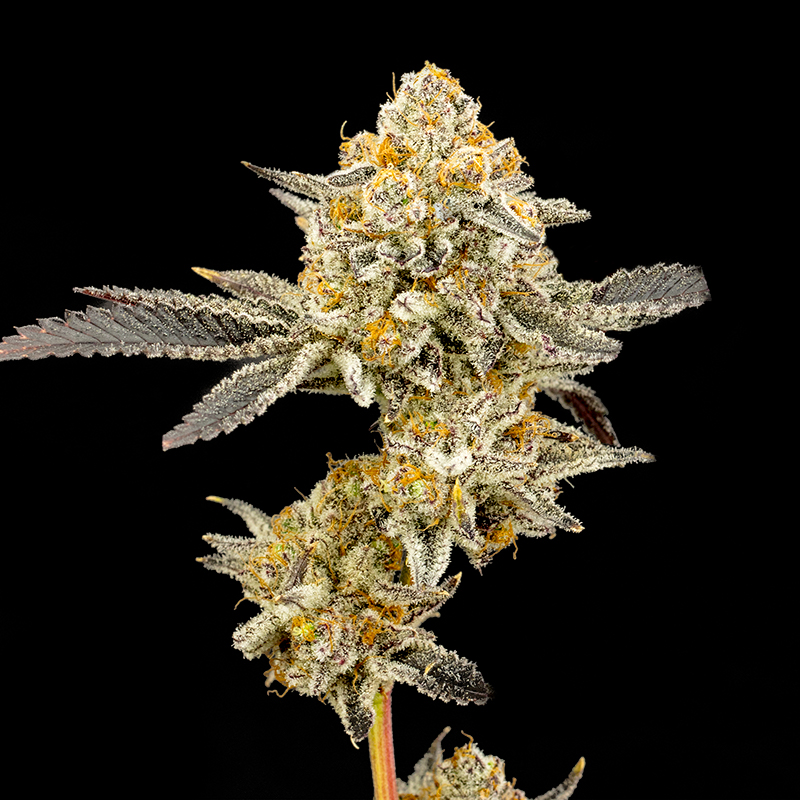 Platinum cake Marijuana